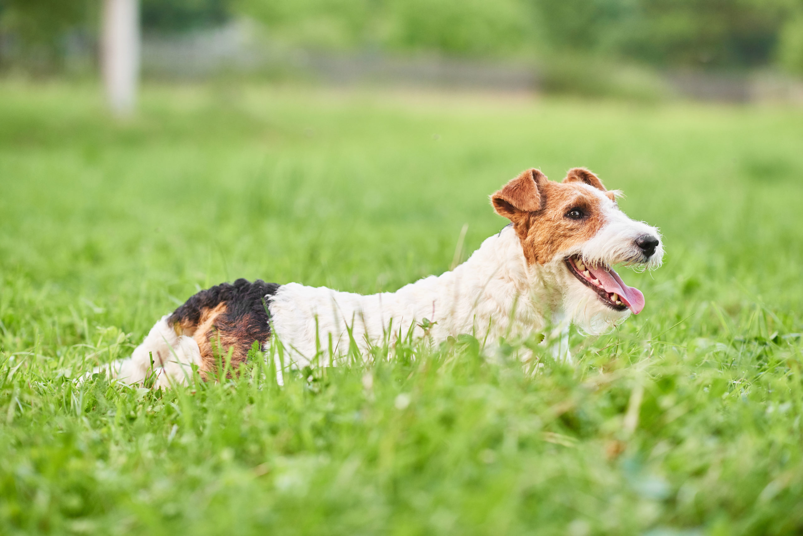 Demande d’offre assurance animaux – Assurance pour animaux
