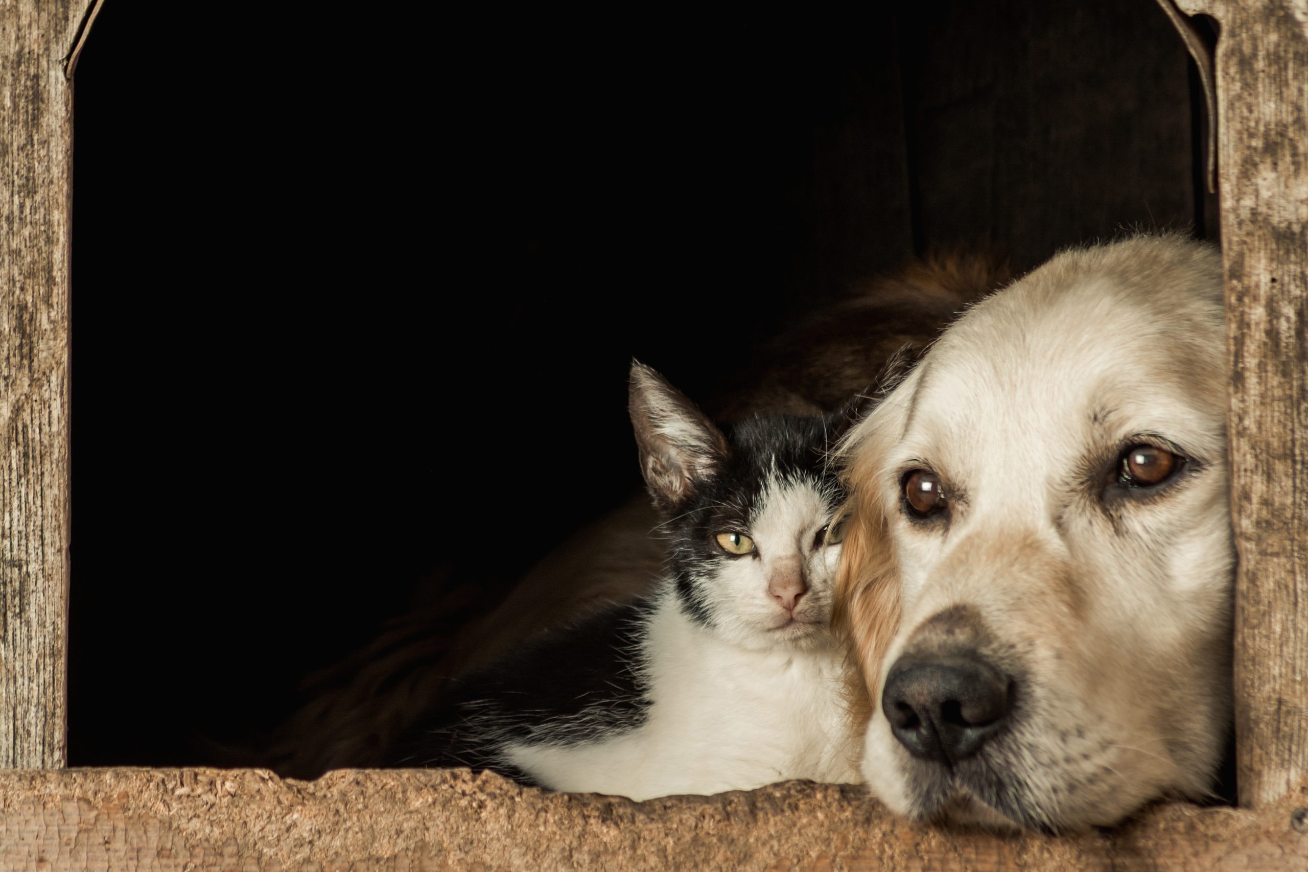 Assurance chien et chat